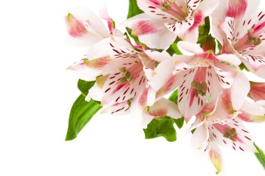 beyaz izole alstroemeria Pembe çiçek