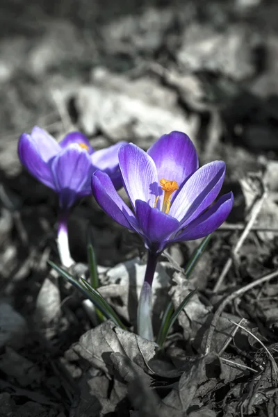 Purple crocuses in spring day — Stock Photo, Image