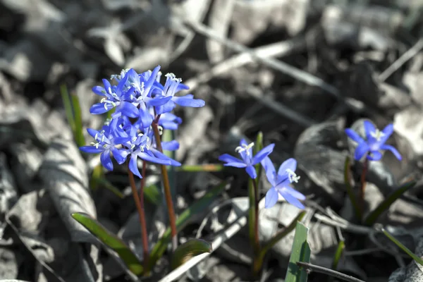 Siberische peruviana Blauwe bloem — Stockfoto