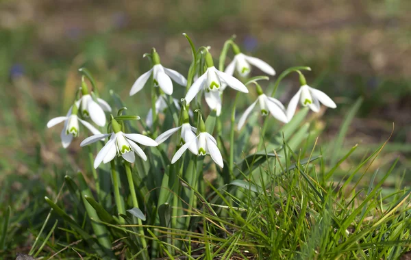 Close up van sneeuwklokjes voorjaar. Wild primrose bloemen — Stockfoto