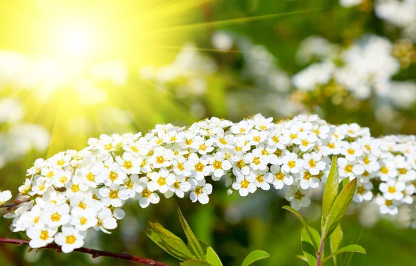 Białe kwiaty tawuła (meadowsweet) wczesną wiosną - krzew w — Zdjęcie stockowe