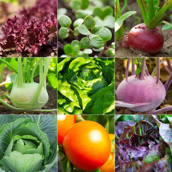 菜園の大根サラダ、キャベツ、トマト、kohlra のセット — ストック写真