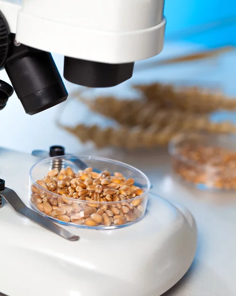 Test microbiologici per la qualità degli alimenti — Foto Stock