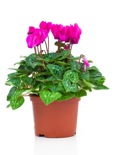 Roze cyclamen op een witte achtergrond. — Stockfoto