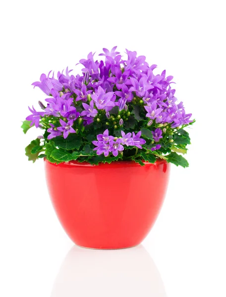 Blue campanula flowers in red pot, on white background — Stock Photo, Image