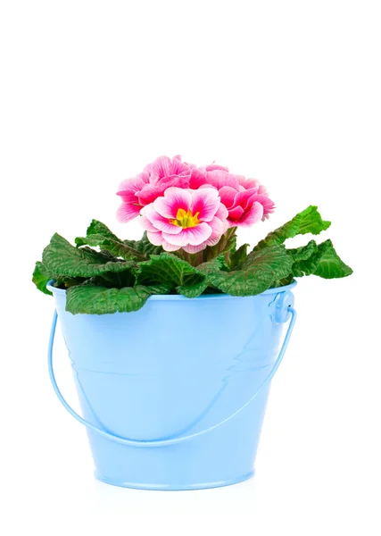 Pequeno balde de flores de prímula no fundo branco — Fotografia de Stock