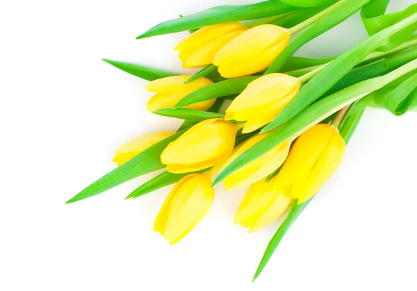 Bouquet of yellow tulip flowers isolated on white background — Stock Photo, Image