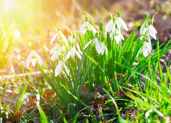 Feche a primavera de gotas de neve. flores de prímula selvagens — Fotografia de Stock