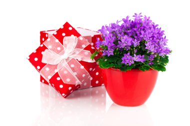 mavi çan çiçeği çiçek kırmızı hediye kutusu, lekeli beyaz b