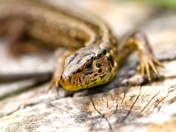 Homokgyík (Lacerta agilis)) — Stock Fotó