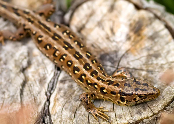 Homokgyík (Lacerta agilis)) — Stock Fotó