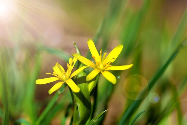 Gagea 봄 꽃, 축축한 탈락 성 숲에서 성장 한다. — 스톡 사진