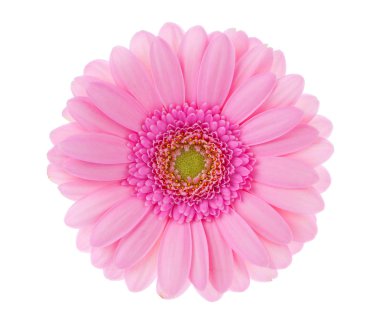 beyaz zemin üzerine kırmızı gerbera.