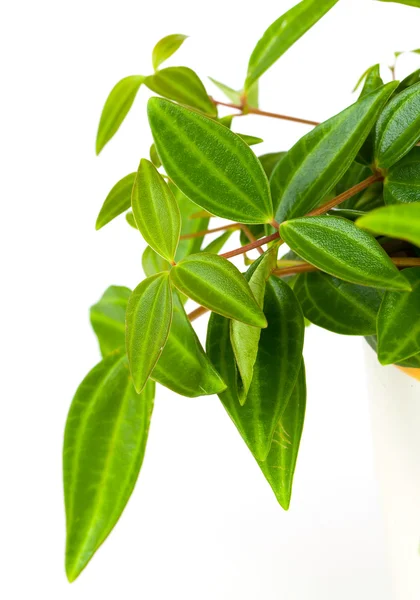 Hoja verde de la planta de maceta tradescantia — Foto de Stock