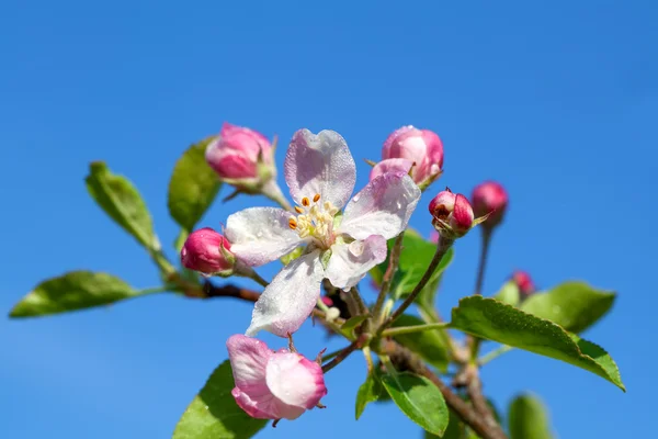 ดอกแอปเปิ้ล ใกล้เคียงกับต้นแอปเปิ้ลฤดูใบไม้ผลิที่สวยงาม — ภาพถ่ายสต็อก