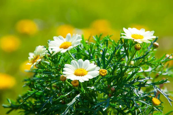 Prästkragar på en äng med solljus, närbild — Stockfoto