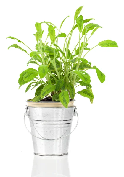 Sage herb plant growing in a distressed pewter pot, isolated ove — Stock Photo, Image