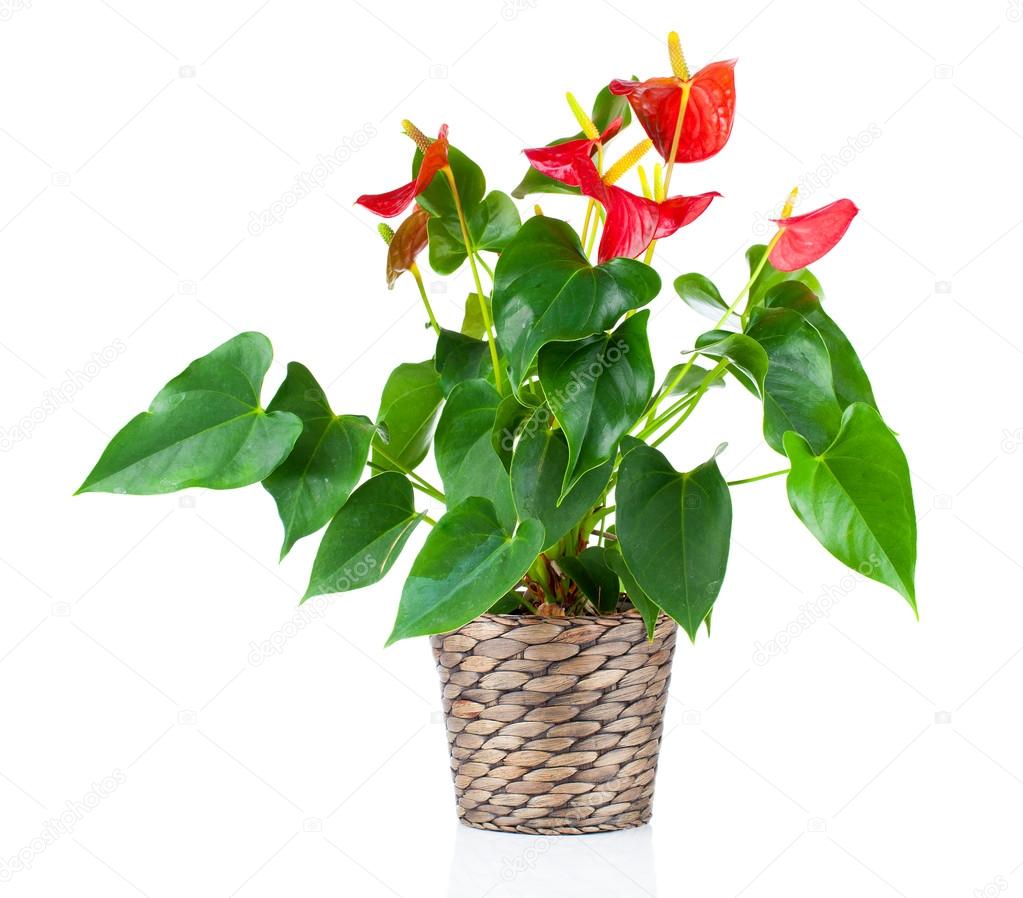 Red anthurium flower isolated on white background. common names 
