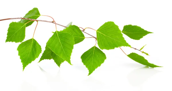 Birch leaves of the tree isolated on the white background. — ストック写真