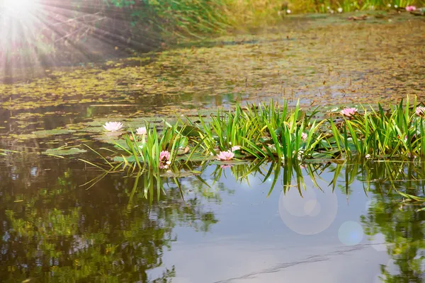 Hermosa foto de loto rosa (nenúfar) en el estanque — Foto de Stock