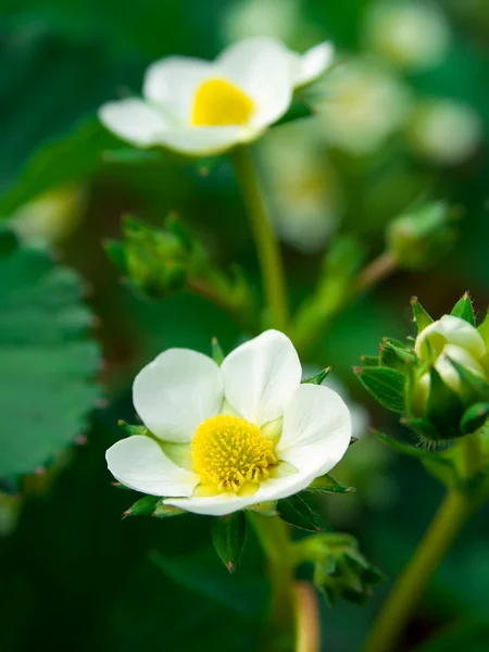 Strawberry flower in early spring — Stock Photo, Image