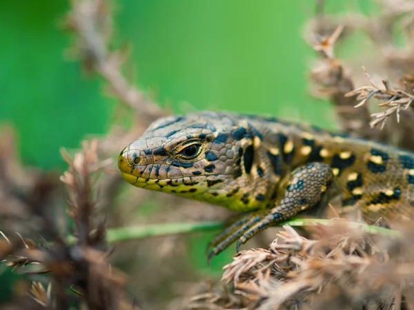 Lagarto de arena (Lacerta agilis) — Foto de Stock