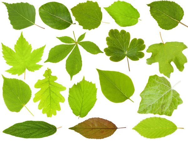 Набор зеленых листьев, выделенных на белом фоне — стоковое фото