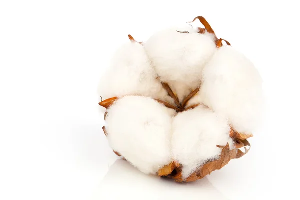 Yumuşak Pamuk bitki yansıması ile