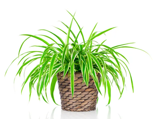 Chlorophytum isoliert auf weißem Hintergrund — Stockfoto