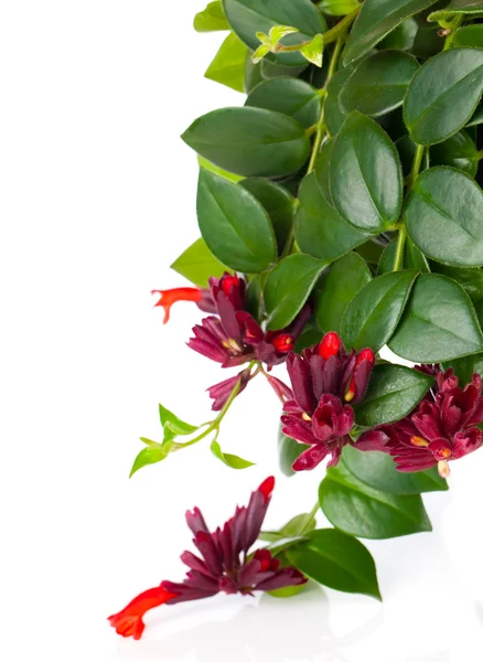 口红植物 （aeschynanthus 瘟） 在锅中，白衣上孤立 — 图库照片