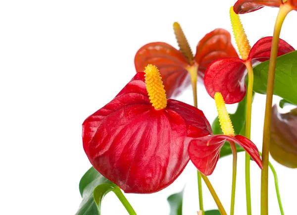 Rosso anthurium fiore isolato su sfondo bianco — Foto Stock