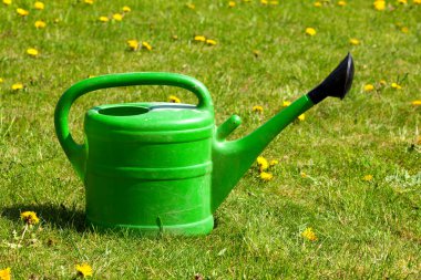 Yeşil sulama olabilir papatya tarlası Tarih.