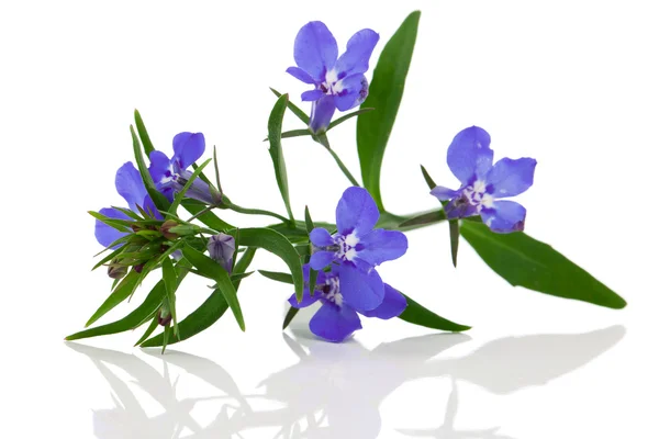 Un rametto di lobelia blu su sfondo bianco . — Foto Stock