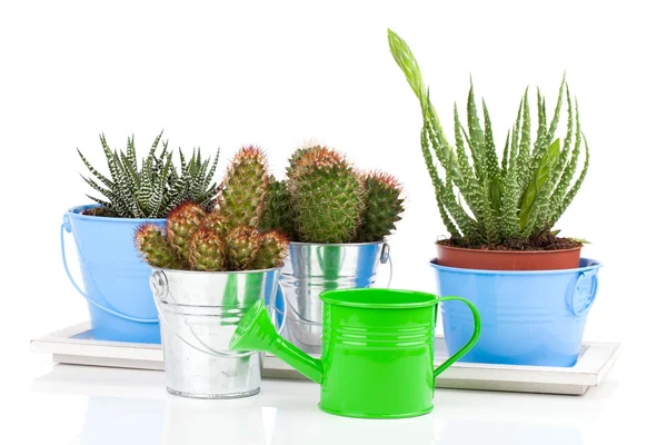 Saftiga cactus i en metall hink, på vit bakgrund — Stockfoto