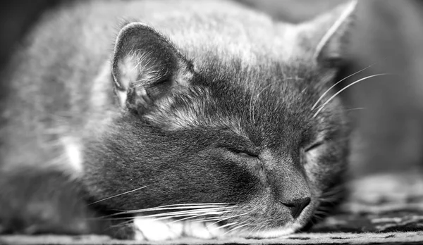 Macro shot of portrait of grey cat, sleeping — Stock Photo, Image