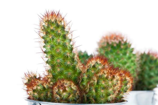Cactus suculento en un cubo de metal, sobre fondo blanco —  Fotos de Stock