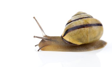 beyaz zemin üzerine Bahçe salyangoz