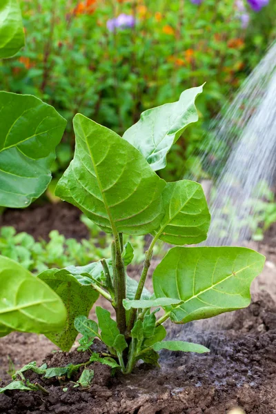 Innaffiare la pianta di tabacco in giardino — Foto Stock