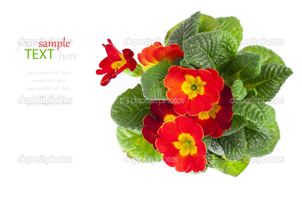 red primulas isolated on white background. spring flowers primro
