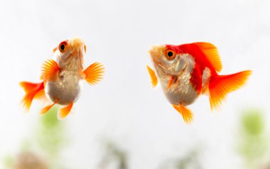 Akvaryumdaki japon balığı