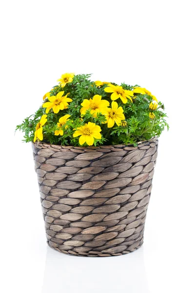 Yellow flowers - Goldmarie (Bidens ferulifolia) Bidens Goldilock — Stock Photo, Image