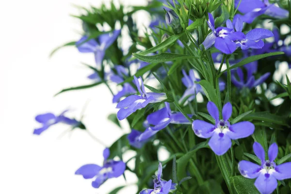 A sprig of blue lobelia, on a white background. — Stock Photo, Image