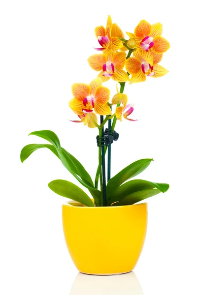 Mooie gele orchidee in pot, geïsoleerd op wit — Stockfoto