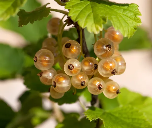 Mogna vita vinbär i trädgården. — Stockfoto