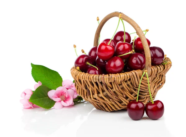 Fresh cherries in a wicker basket  isolated on white background — Stock Photo, Image