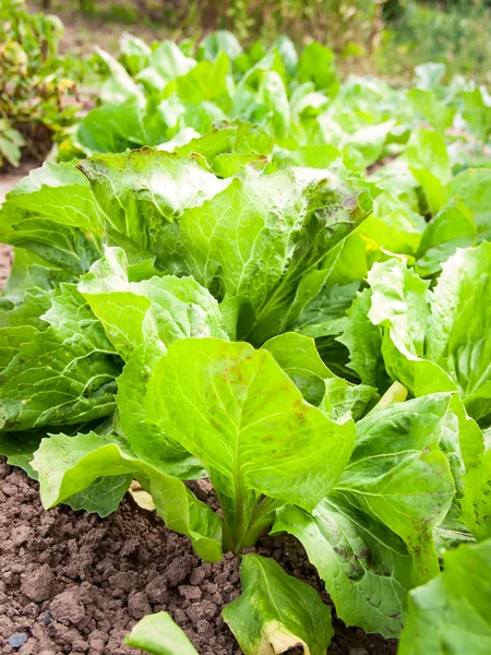 Jardín del abuelo — Foto de Stock