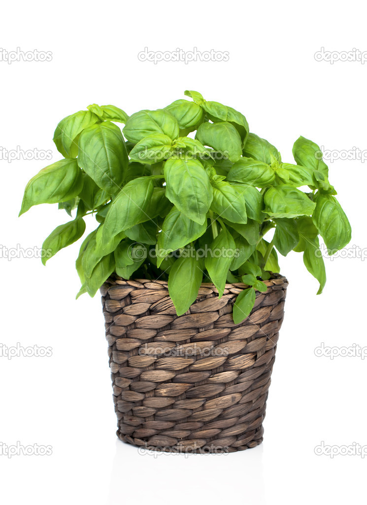 Basil Plant in Pot on White background