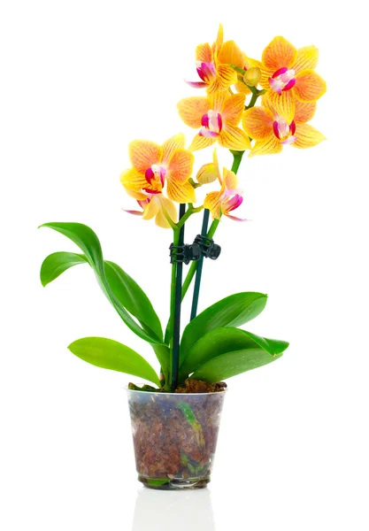 Orquídea amarela bonita no potenciômetro, isolado no branco — Fotografia de Stock