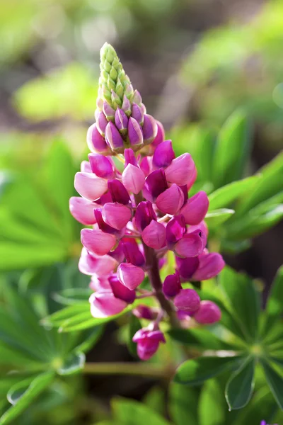 Rzadko różowy kwiat łubin (Lupinus) — Zdjęcie stockowe