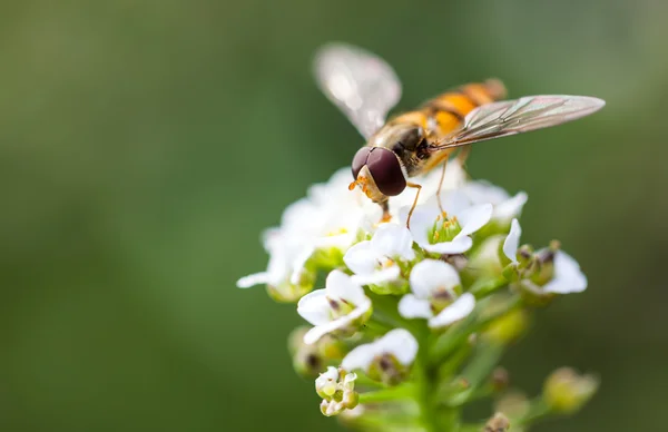 Biene zu einem weißen Blüten süßen alyssum (lobularia maritima) — Stockfoto